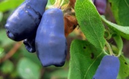 Plantation et entretien du chèvrefeuille dans la région de Leningrad