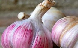 Si vous voulez savoir comment faire pousser de gros ail dans votre jardin, suivez les conseils utiles des résidents d'été expérimentés