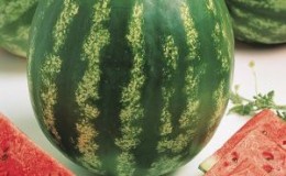 Variété populaire de pastèque 