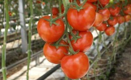 Quelles sont les variétés de tomates indéterminées et déterminantes: différences entre elles, avantages et inconvénients