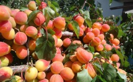 Les meilleures variétés d'abricots pour la Russie centrale