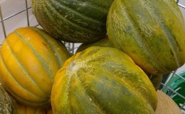 En quoi le melon «camomille» diffère-t-il des autres variétés et vaut-il la peine d'être cultivé
