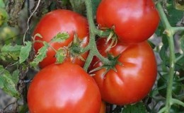 Variété domestique difficile à entretenir, mais incroyablement productive - la tomate 