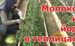 Comment et pourquoi pulvériser des tomates avec du lait avec de l'iode et de l'acide borique: recette et conseils de résidents d'été expérimentés