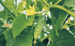 Pourquoi des taches brunes apparaissent sur les feuilles de concombre et que faire pour s'en débarrasser