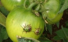 Quel est le danger d'une tortue insecte sur les tomates: mesures de contrôle pour une élimination efficace et rapide du ravageur
