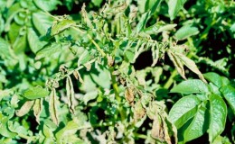 Que faire si les pommes de terre pourrissent dans le sol et pourquoi cela se produit