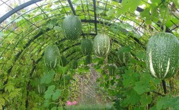 Qu'est-ce que la citrouille à feuilles de figuier: caractéristiques de l'espèce et son utilisation en cuisine et en médecine traditionnelle