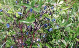 Variété de chèvrefeuille à maturation précoce résistante au gel 