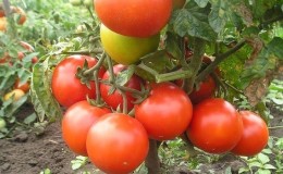 Variété très précoce avec une productivité impressionnante - Tomate 