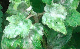 Les remèdes populaires les plus efficaces contre l'oïdium sur les groseilles