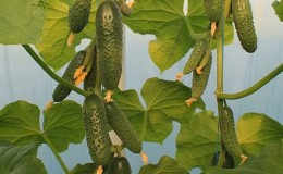 Quels sont les avantages du concombre hybride 