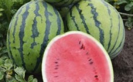 Une pastèque ultra-précoce «Bedouin f1» sans prétention pour la Russie centrale