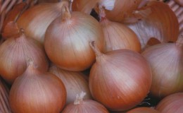 Variété d'oignon résistant au froid 