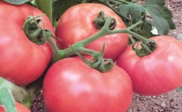 Comment faire pousser une tomate Pink Unicum parfumée et savoureuse: un guide d'action pour les jardiniers débutants et expérimentés