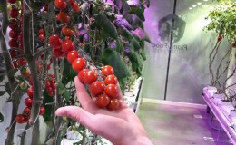 Un guide étape par étape pour cultiver des tomates cerises: suivez les règles et obtenez une bonne récolte