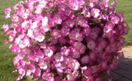 Examen des variétés populaires de pétunias de la série Opera et de leurs caractéristiques