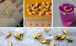 Comment faire germer rapidement les graines de concombre avant la plantation