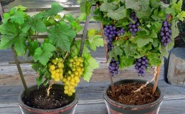 Description des cépages pour Krasnodar