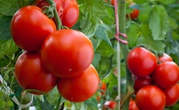 Tomate universelle à maturation précoce 