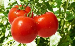 Comment la variété Riddle est apparue et en quoi est-elle bonne pour un résident d'été