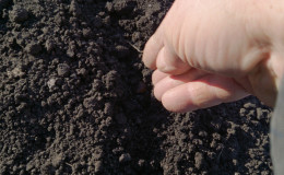 Recommandations des jardiniers expérimentés: est-il possible de semer des oignons noirs avant l'hiver et quand le faire