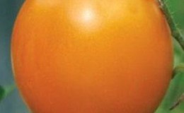 Une variété lumineuse avec une récolte riche et un goût riche - la tomate Eldorado et les particularités de sa culture