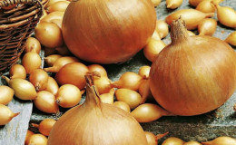 Ensembles d'oignons 