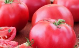 Pas capricieux en partant, mais en même temps riche en tomate de récolte 