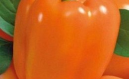Un hybride qui ne vous laissera pas indifférent - le piment Orange Miracle et les particularités de sa culture