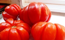 Vaut-il la peine d'essayer de cultiver la tomate Puzata Khata et comment cela pourrait plaire aux agriculteurs débutants et expérimentés