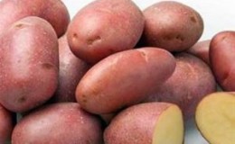 L'excellent goût des pommes de terre rouges: quelles sont ses caractéristiques et quels types sont là
