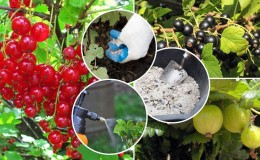 Comment et quoi fertiliser les raisins de Corinthe à l'automne pour obtenir une bonne récolte