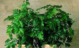 Plantation de raisins en intérieur et soins à domicile