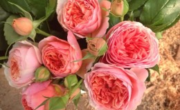 Les meilleures variétés de roses résistantes à l'hiver qui fleurissent tout l'été et les particularités de leur culture