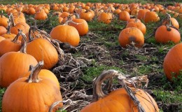 Pourquoi la citrouille pourrit-elle dans le jardin, que faire avec ce problème et comment éviter son apparition