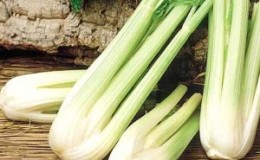 Un guide étape par étape pour faire pousser du céleri à tige en extérieur