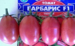 Comment faire pousser un hybride de tomate 