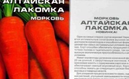 Une variété douce et délicate de carottes Altai gourmet