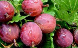 Les variétés de groseille à maquereau les plus populaires et les plus productives