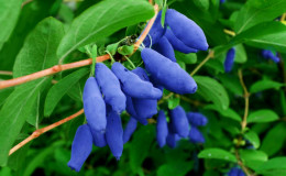 Variété de productivité de chèvrefeuille 