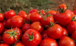 Caractéristiques de la culture d'une tomate hybride 