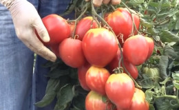 Une nouvelle variété qui a déjà réussi à être appréciée des agriculteurs - la tomate 