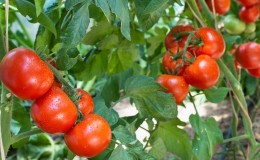 Variété à croissance basse pour les résidents d'été novices - tomate 