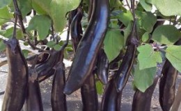 Sans prétention dans les soins et au goût incroyable d'aubergines 