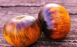 Fruits bicolores fascinants au goût incroyable: la tomate 