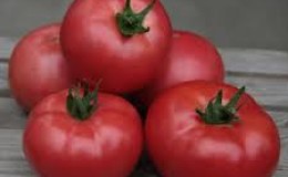Top 15 des variétés de tomates les plus sucrées pour les serres: un aperçu des meilleures et aide à choisir le bon type