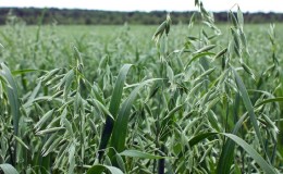 Comment préparer les graines d'avoine pour les semis, les planter correctement et faire pousser une récolte riche