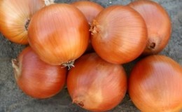 Variété d'oignon sans prétention et résistante au gel 