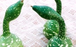 Examen de la variété de lagenaria 